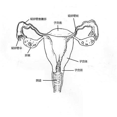 女性私處|【圖輯】陰道、子宮、卵巢！12 張圖搞懂女性內生殖。